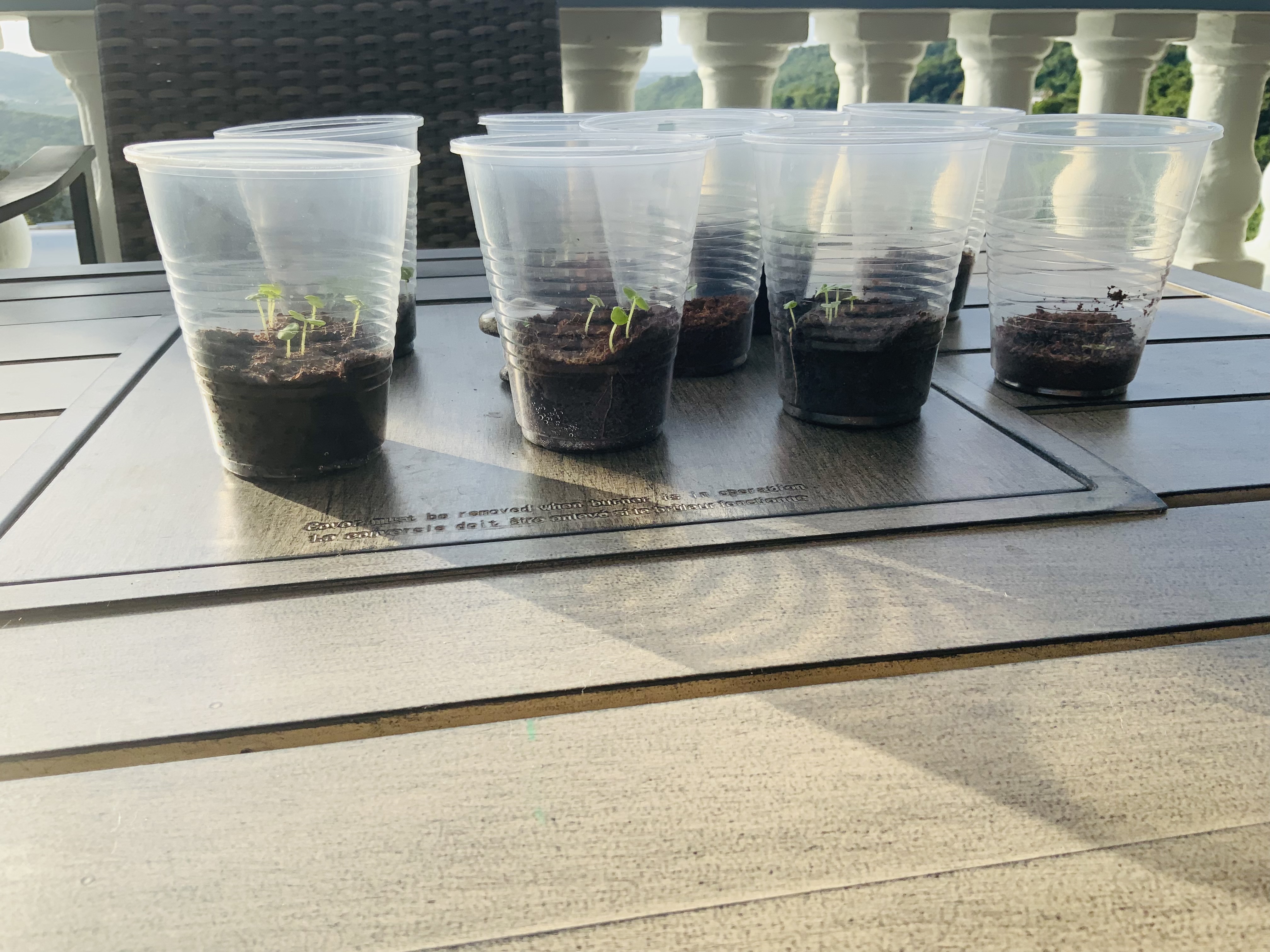 Lucia Science Project