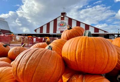 Pumpkin Patch on Sauvie Island